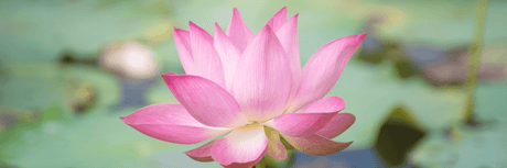 ¿Qué es el Mindfulness? Historia e Importancia Práctica - G-Talent.Net